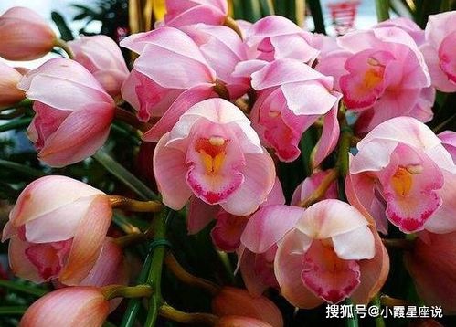 萬丈光芒，良緣入懷 未來一個(gè)月感情與工作的新啟程