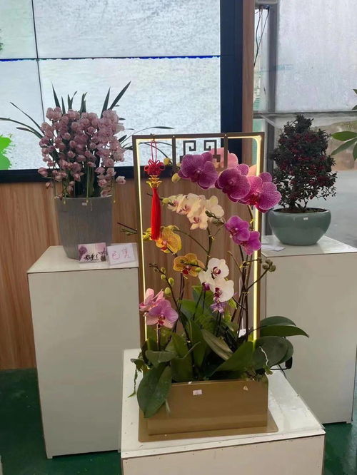 花滿金陵，美好生活 2022南京精品年宵花展盛大啟幕