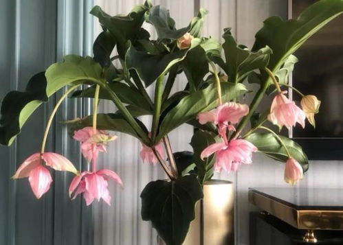 夏季寶蓮燈養(yǎng)護(hù)指南 為家居增添生機(jī)