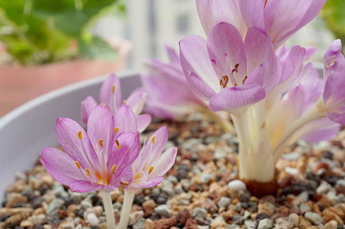 雨季花園中的酢漿草與家具